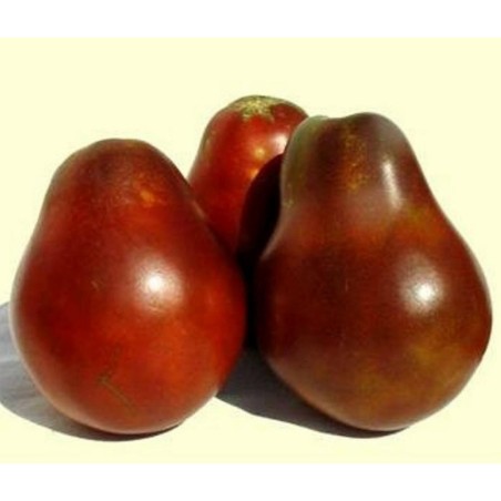 Black Truffle Tomatensamen | Seeds Shop Store