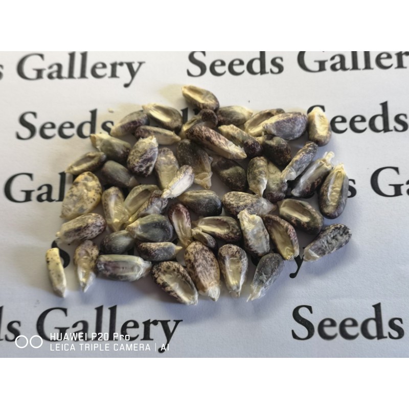 Sementes milho gigante v-p-b peruano Kuyu Chuspi | Seeds Shop Store
