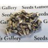 Sementes milho gigante v-p-b peruano Kuyu Chuspi | Seeds Shop Store