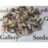 Sementes milho gigante v-p-b peruano Kuyu Chuspi | Seeds Shop Store