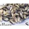 Sementes milho gigante v-p-b peruano Kuyu Chuspi | Seeds Shop Store
