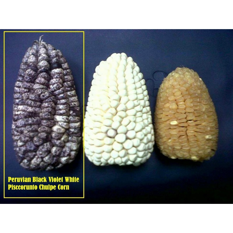 Sementes milho gigante v-p-b peruano Kuyu Chuspi | Seeds Shop Store
