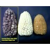 Sementes milho gigante v-p-b peruano Kuyu Chuspi | Seeds Shop Store
