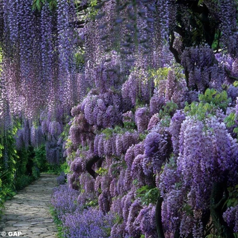 Semințe de glicină (Wisteria sinensis) | Seeds Shop Store