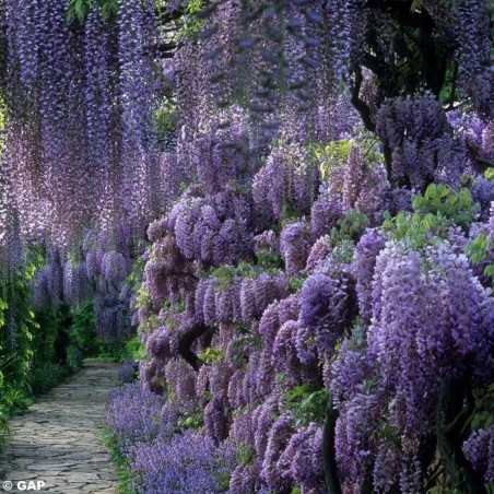 Semințe de glicină (Wisteria sinensis) | Seeds Shop Store