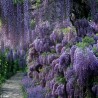 Semințe de glicină (Wisteria sinensis) | Seeds Shop Store