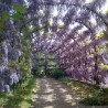 Semințe de glicină (Wisteria sinensis) | Seeds Shop Store