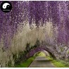 Semințe de glicină (Wisteria sinensis) | Seeds Shop Store