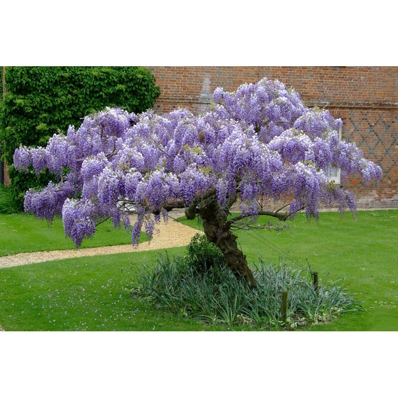 Semințe de glicină (Wisteria sinensis) | Seeds Shop Store