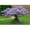 Semințe de glicină (Wisteria sinensis) | Seeds Shop Store