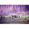 Semințe de glicină (Wisteria sinensis) | Seeds Shop Store