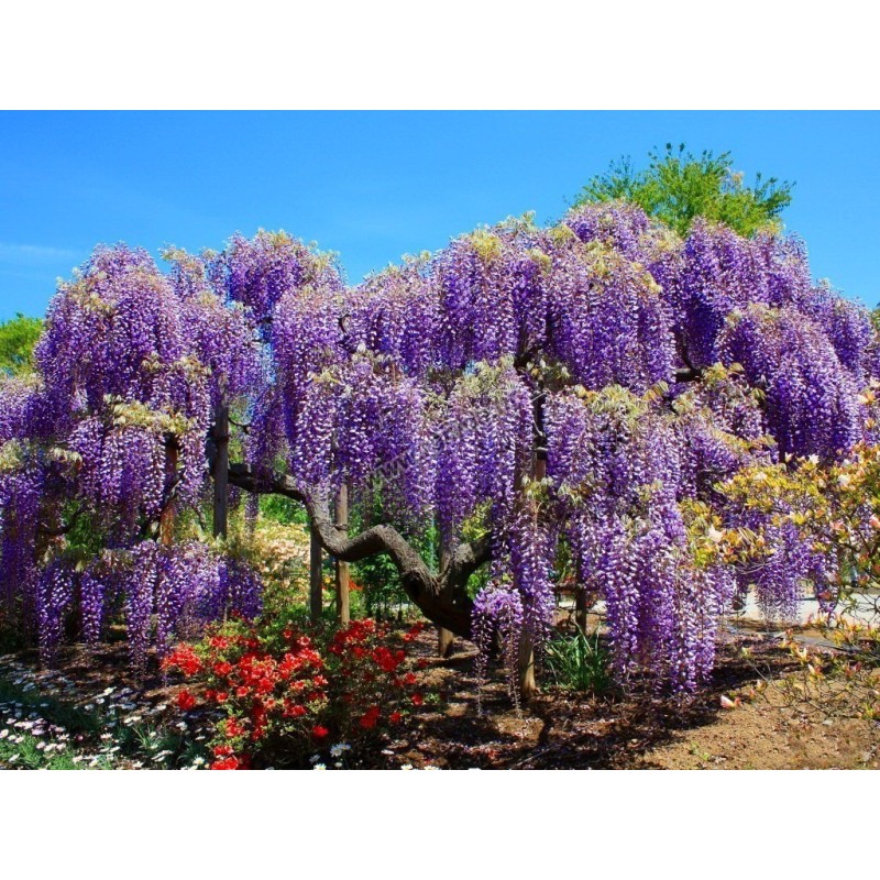 Semințe de glicină (Wisteria sinensis) | Seeds Shop Store