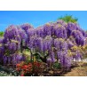 Semințe de glicină (Wisteria sinensis) | Seeds Shop Store
