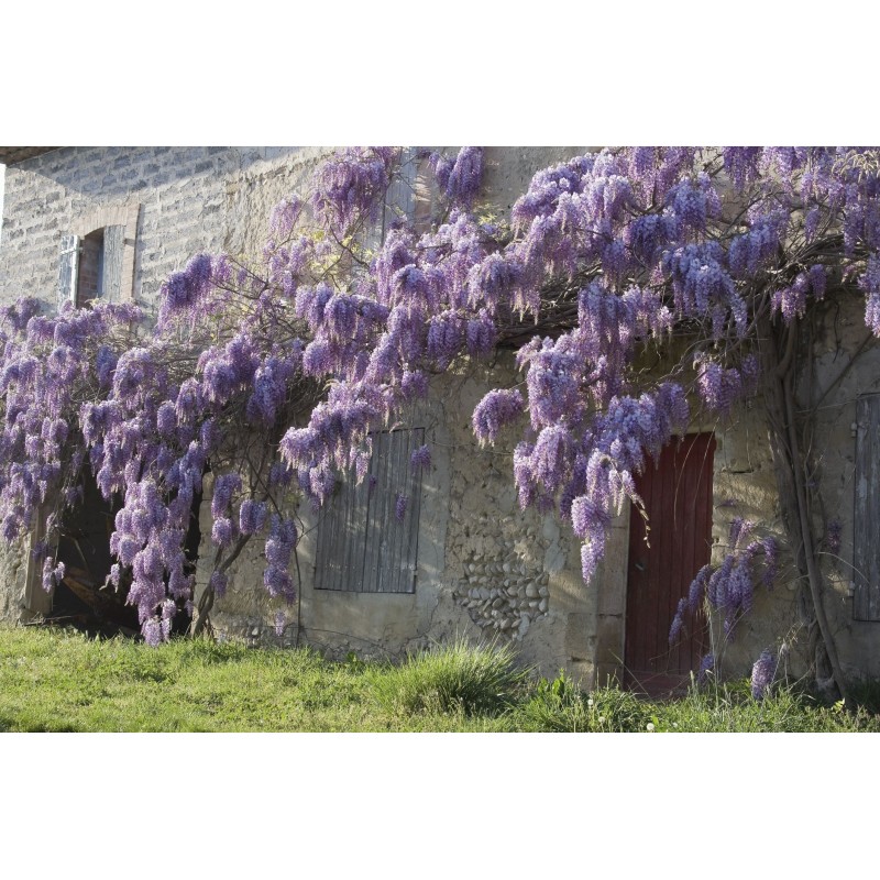 Semințe de glicină (Wisteria sinensis) | Seeds Shop Store