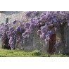 Semințe de glicină (Wisteria sinensis) | Seeds Shop Store