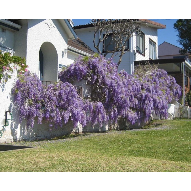 Semințe de glicină (Wisteria sinensis) | Seeds Shop Store