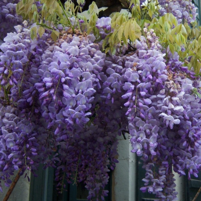 Semințe de glicină (Wisteria sinensis) | Seeds Shop Store