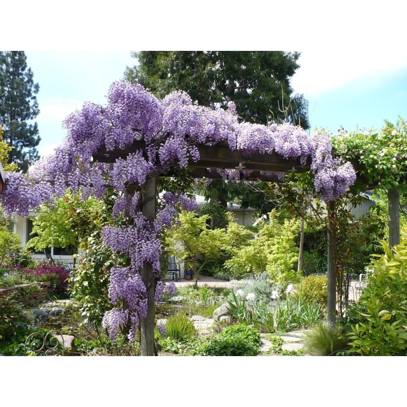 Semințe de glicină (Wisteria sinensis) | Seeds Shop Store