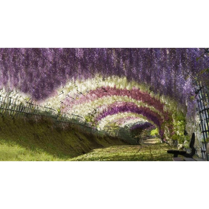 Semințe de glicină (Wisteria sinensis) | Seeds Shop Store