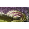 Semințe de glicină (Wisteria sinensis) | Seeds Shop Store