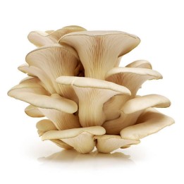 Μυκήλιο σπόρος - Πλευρώτους Λευκός (pleurotus citrinopileatus) - 2.7