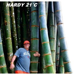 Giant Bamboo seeds (Phyllostachys pubescens) - 252.172586