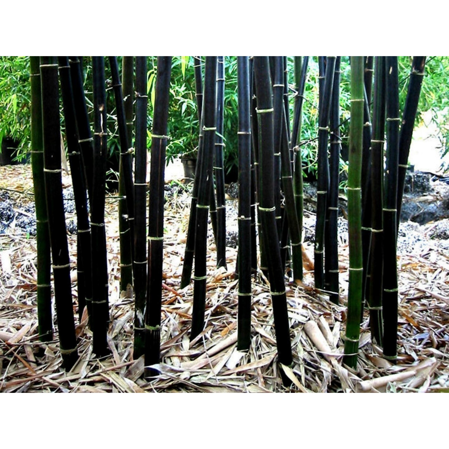 Seltene Samen des Schwarzen Bambus (Phyllostachys nigra) | Alte, Bio &  exotische Samen | Exotic Seeds Shop