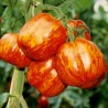 Striped Stuffer Tomatensamen | Seeds Shop Store