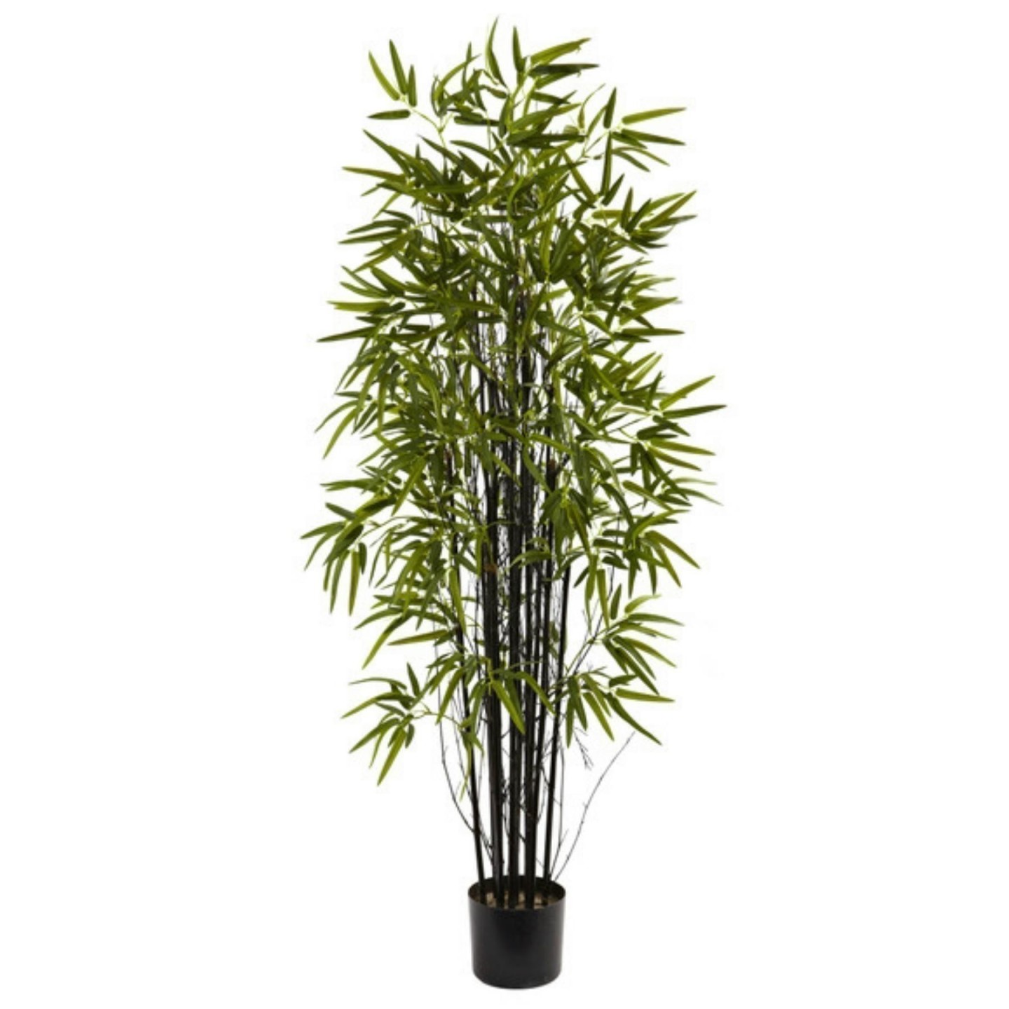 Seltene Samen des Schwarzen Bambus (Phyllostachys nigra) | Alte, Bio &  exotische Samen | Exotic Seeds Shop