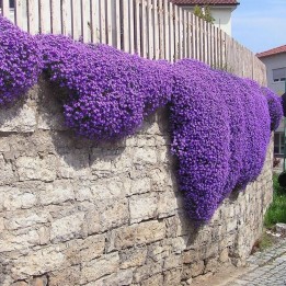 Sementes De Tomilho Selvagem  (Thymus serpyllum) - 1.755
