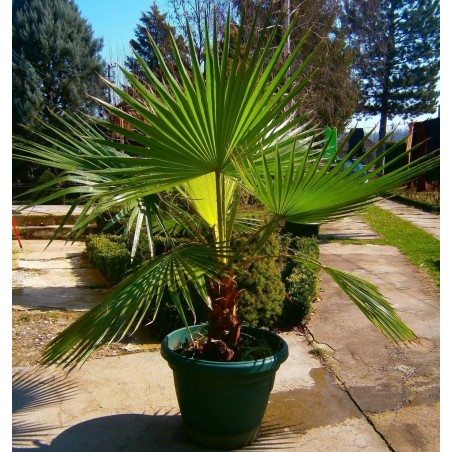 Sementes de palmeira-leque da Califórnia (Washingtonia filifera) | Seeds Shop Store