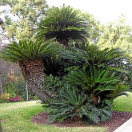 Seme Palme CIKAS (Cycas revoluta) - 3.375