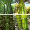 Semi Di Bambù Buddha bamboo (Bambusa ventricosa) | Seeds Shop Store
