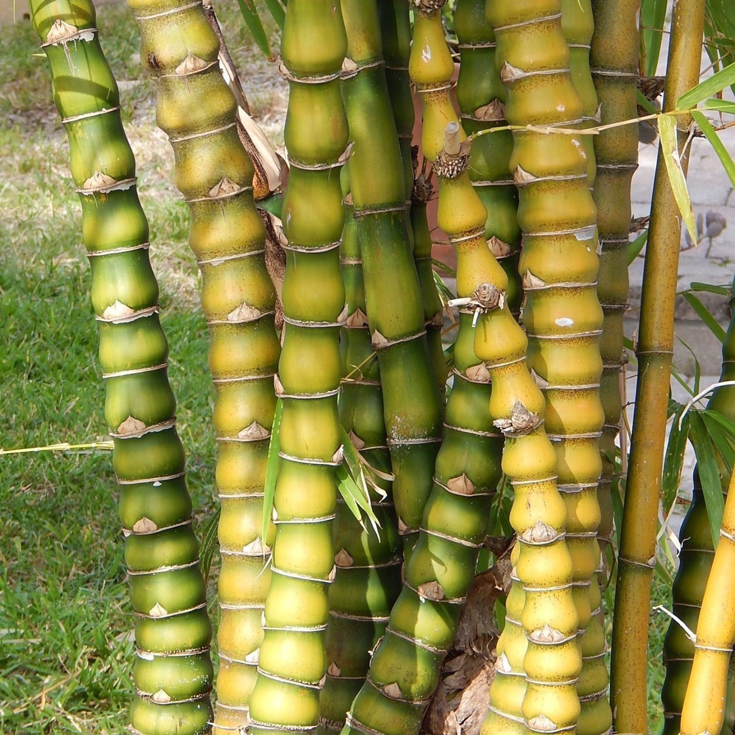 Buddha Bauch Bambus Samen (Bambusa ventricosa)