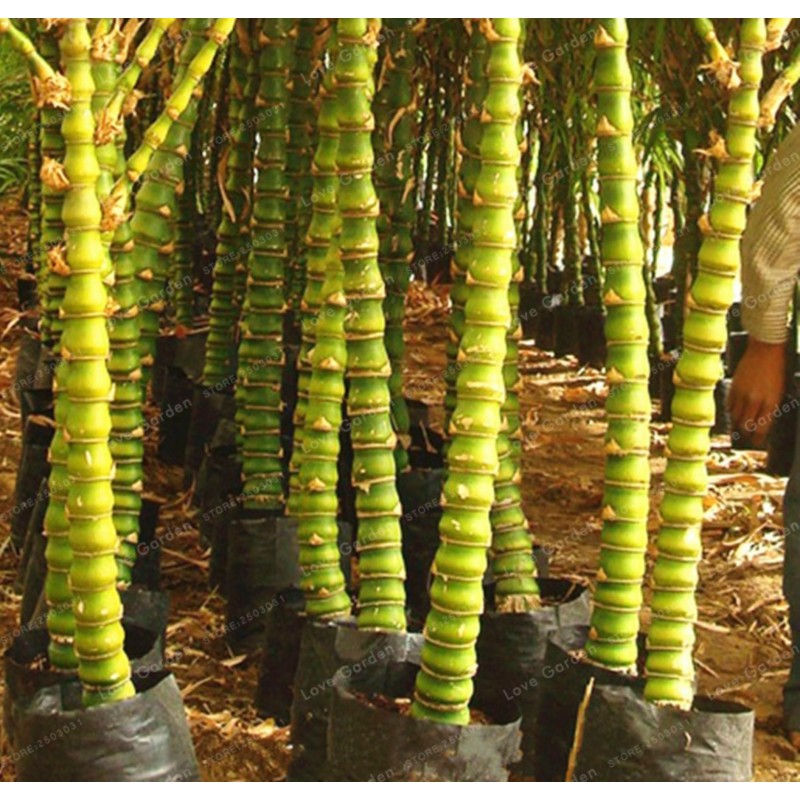 Semi Di Bambù Buddha bamboo (Bambusa ventricosa) | Seeds Shop Store