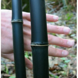 Semi di bambù nero raro (Phyllostachys nigra) - 228.714671