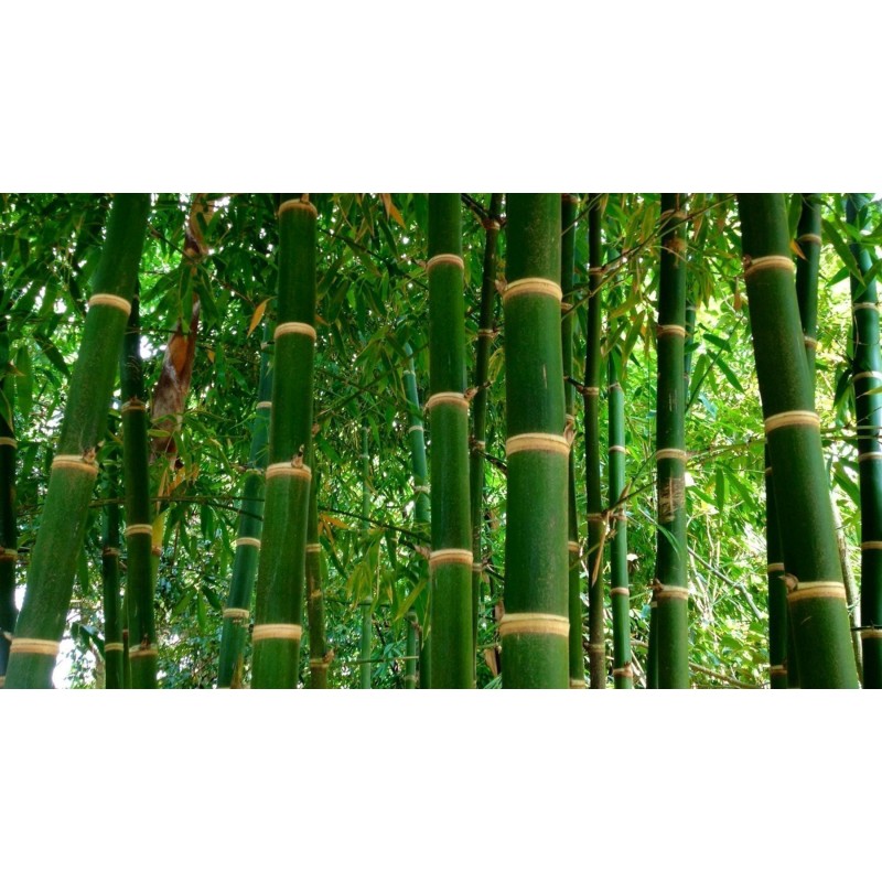 Sementes de bambu macho, bambu de Calcutá, bambu maciço | Seeds Shop Store