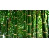 Sementes de bambu macho, bambu de Calcutá, bambu maciço | Seeds Shop Store