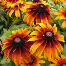 Sonnenhut Samen Heilpflanze - 181.798841