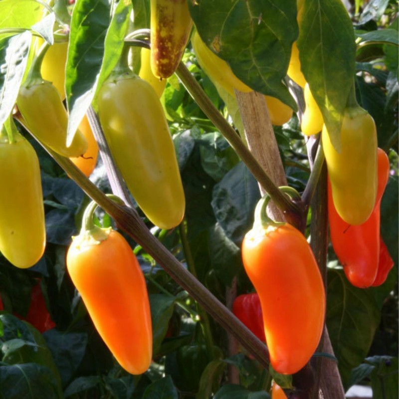 Jalapeno Numex Pinata Chili Seeds | Seeds Shop Store
