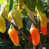 Jalapeno Numex Pinata Chili Seeds | Seeds Shop Store