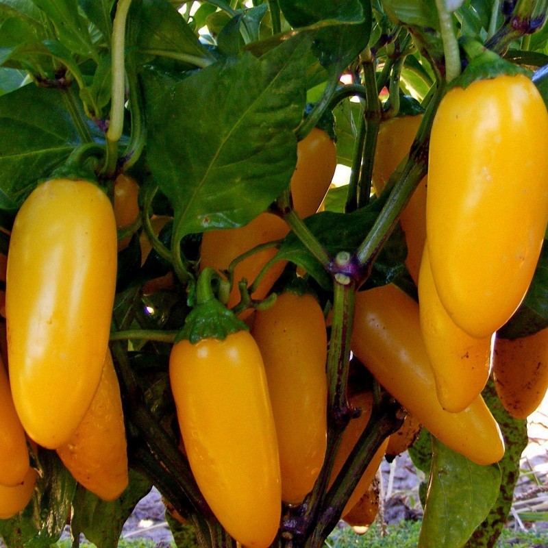 Jalapeno Numex Pinata Chili Seeds | Seeds Shop Store