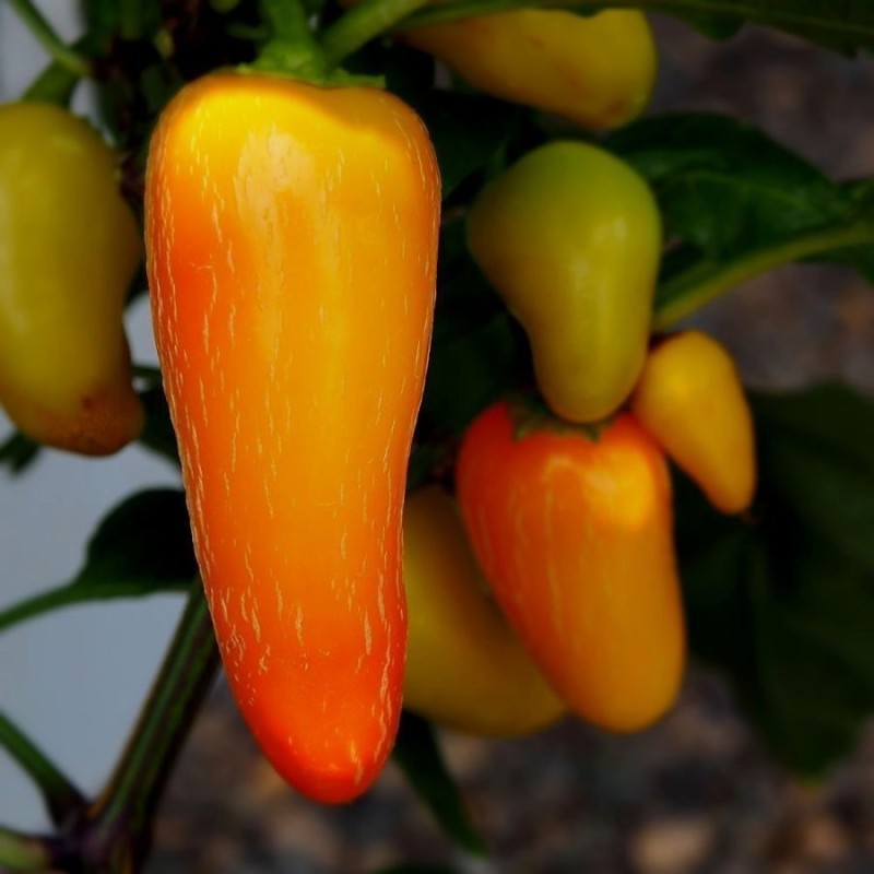 Jalapeno Numex Pinata Chili Seeds | Seeds Shop Store
