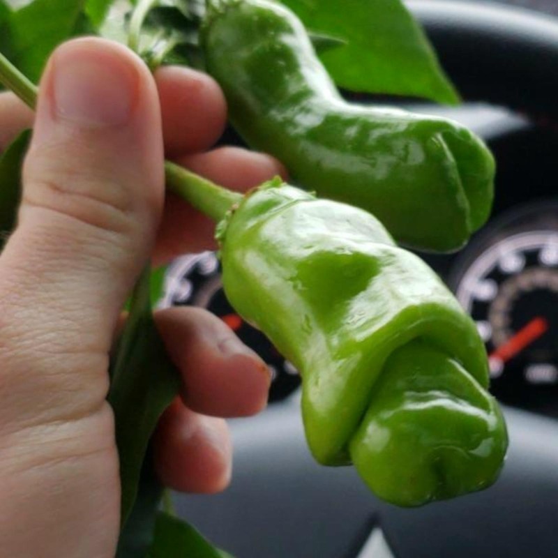 Penis Chili Seeds | Seeds Shop Store