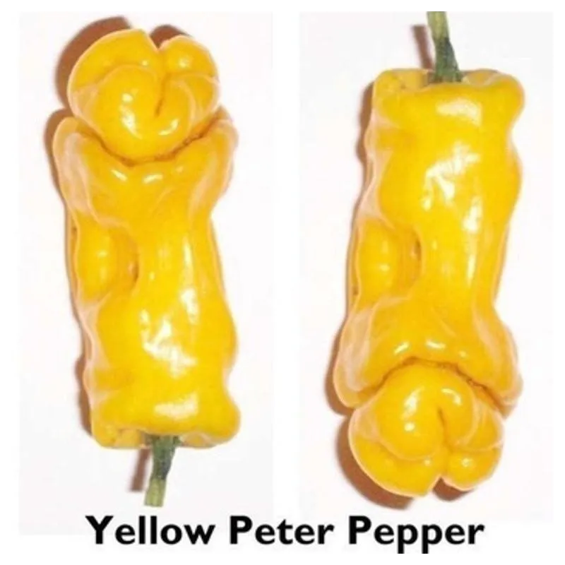 Penis Chili Seeds | Seeds Shop Store