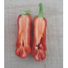 Penis Chili Seeds | Seeds Shop Store