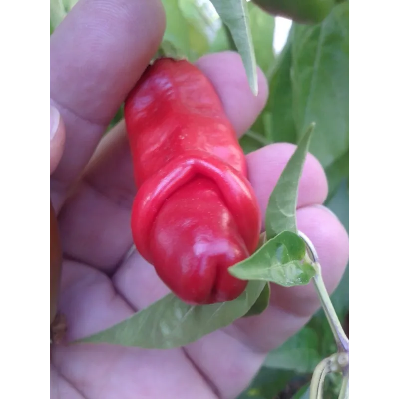 Penis Chili Seeds | Seeds Shop Store