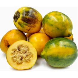 Tarambulo - Hairy eggplant Seeds (Solanum ferox) - 2.025