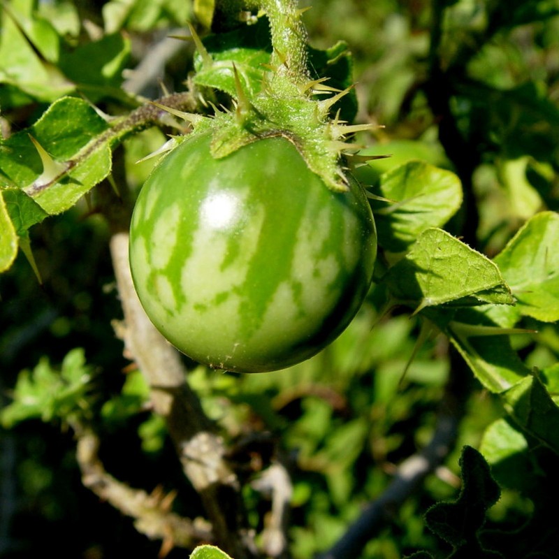 Sodomsapfel Samen (Solanum linnaeanum) | Seeds Shop Store