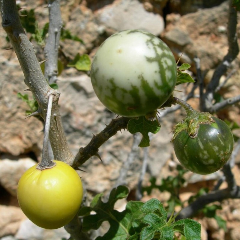 Sodomsapfel Samen (Solanum linnaeanum) | Seeds Shop Store
